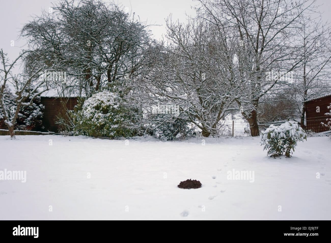 Mole hill formata dal di sotto di fresco di neve caduti Foto Stock
