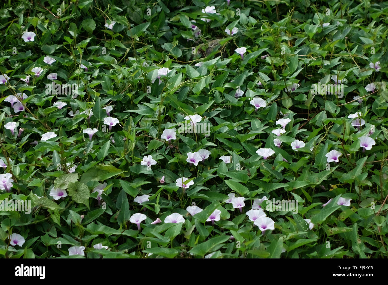 Gloria di mattina o acqua spinaci, Ipomoea aquatica, piante fiorite con germogli di gara utilizzati per la cucina del Sud Est Asiatico, tailandese Foto Stock