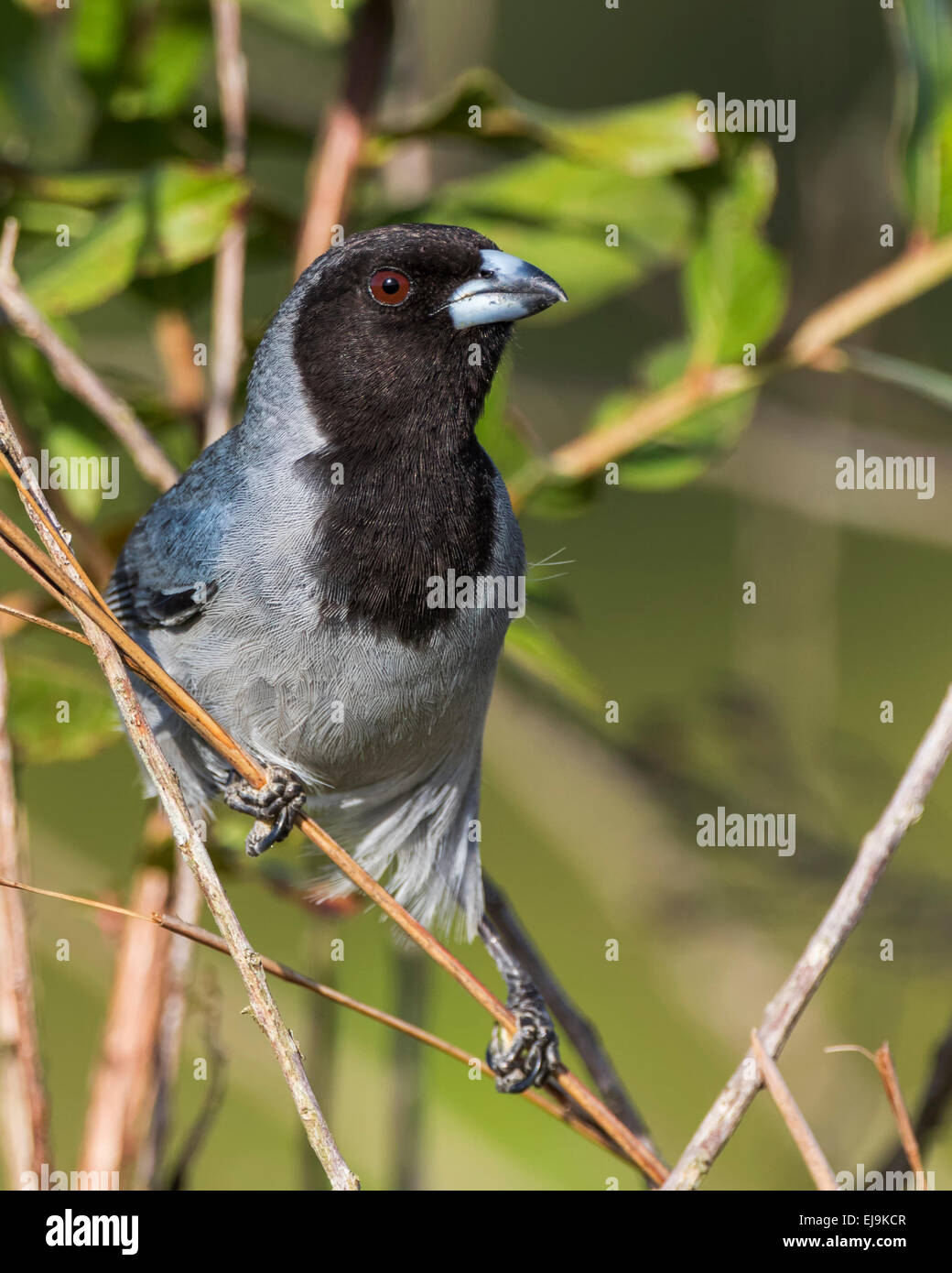 Nero-di fronte Tanager (Schistochlamys melanopis) in Kuru Kururu, Guyana Foto Stock