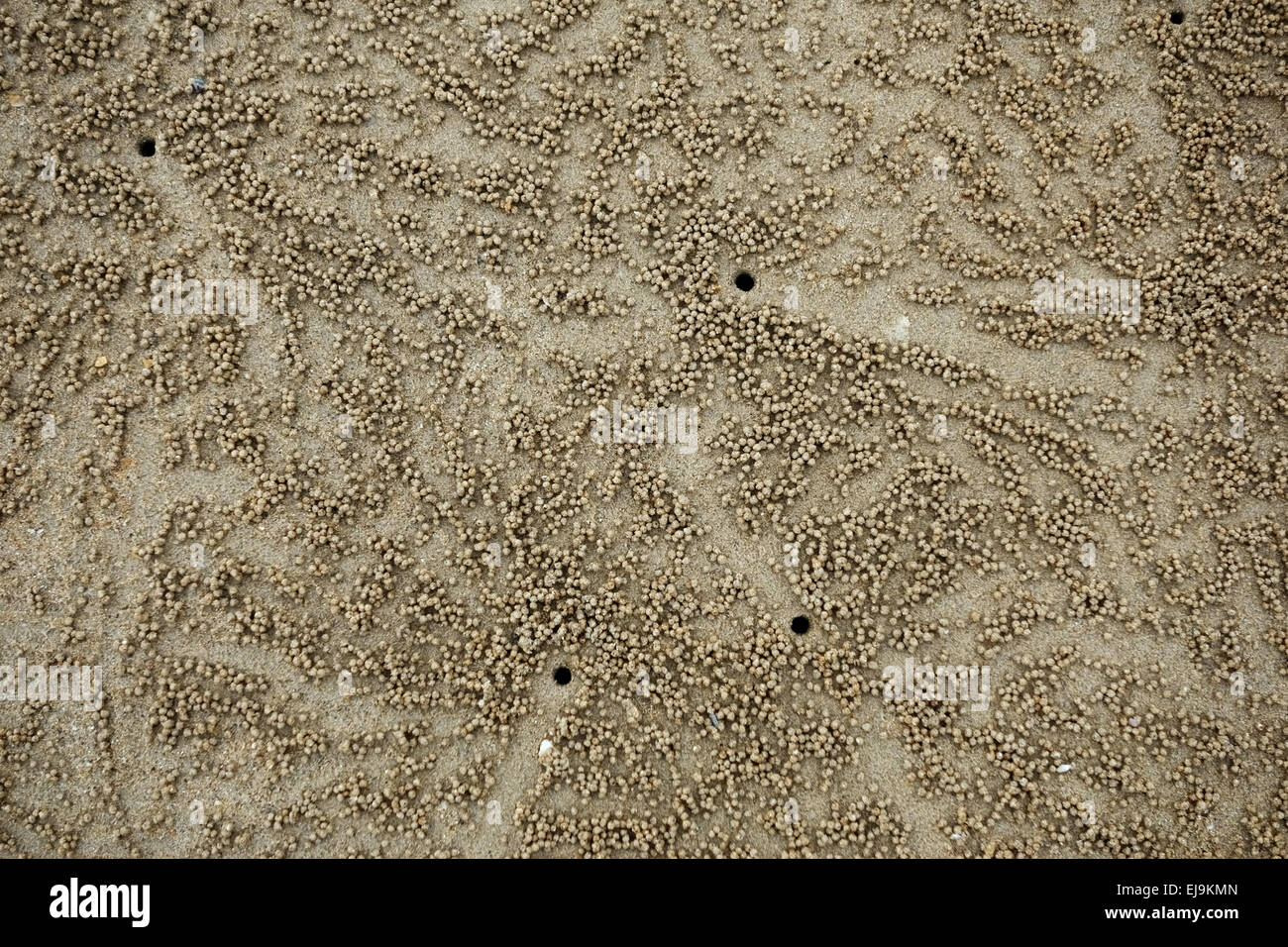Configurazioni formate da sfere e la fuga di fori creati da sabbia gorgogliatore granchi, Scopimera spp., con la bassa marea su una spiaggia vicino a Krabi su th Foto Stock