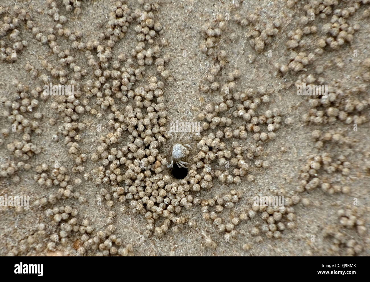 Gorgogliatore granchio, Scopimera sp. e configurazioni formate da sfere e la fuga di fori creati nella sabbia, con la bassa marea su una spiaggia vicino a Krabi Foto Stock