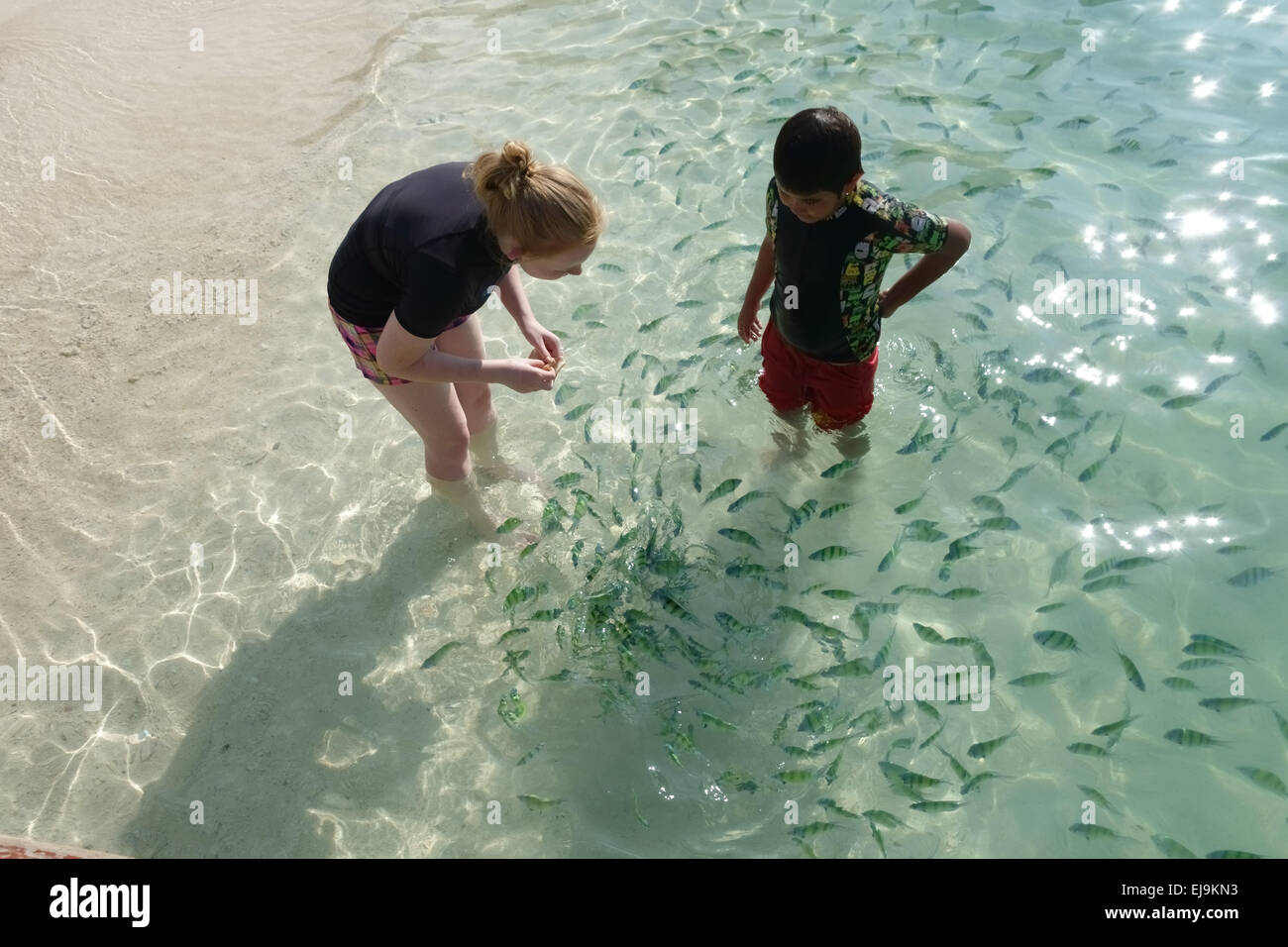Una ragazza e ragazzo alimentando Indo-pacifico sergente pesce, Abudefduf vaigiensis, nelle limpide acque off Koh Poda nel Mare delle Andamane Foto Stock