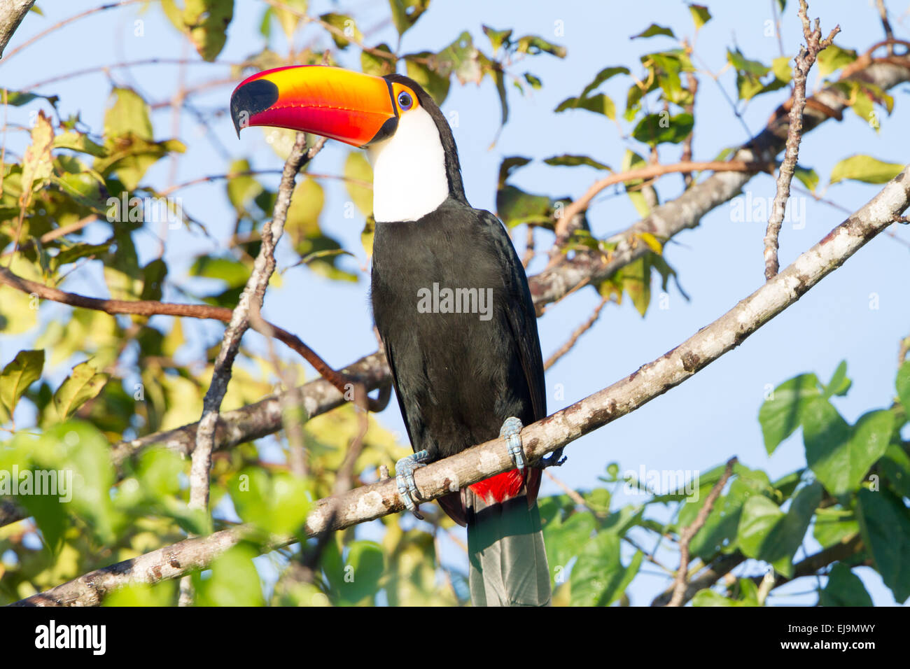 Tucano toco Foto Stock