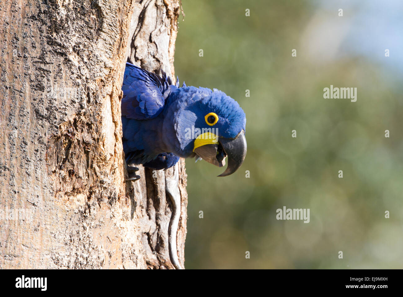 Ara giacinto Foto Stock