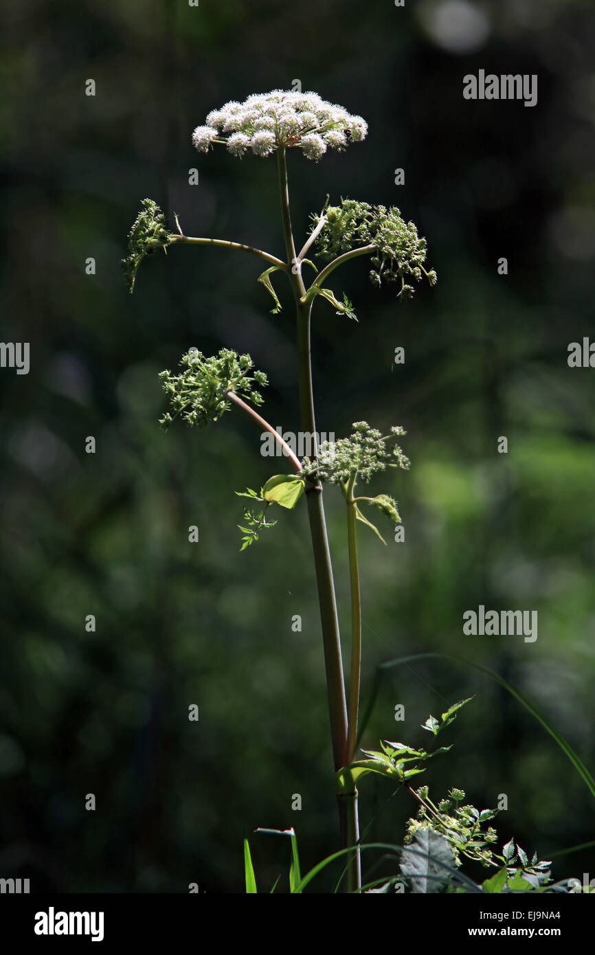 Wild Angelica, Angelica sylvestris Foto Stock