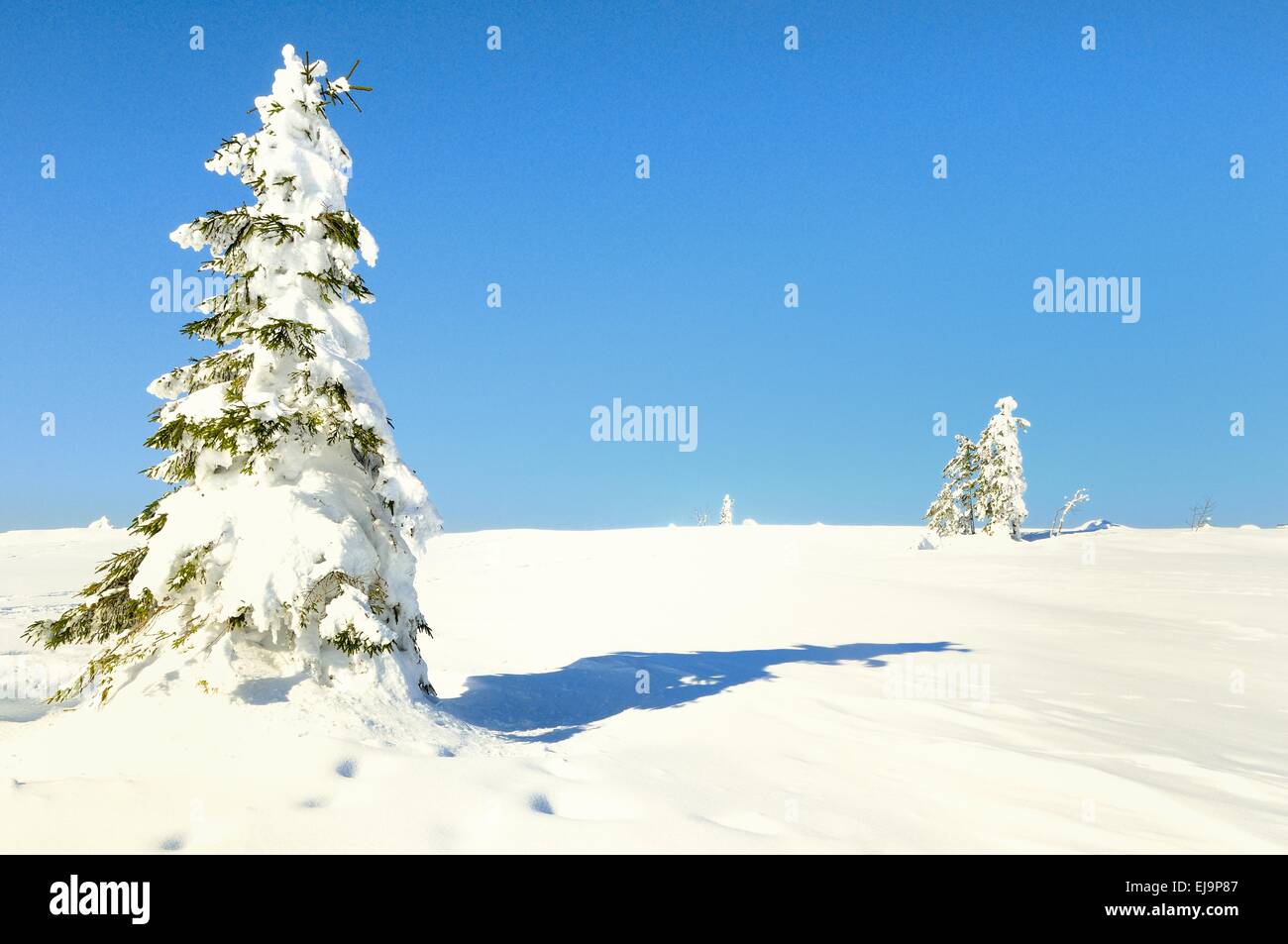 Bianco neve sul Hornisgrinde Germania Foto Stock