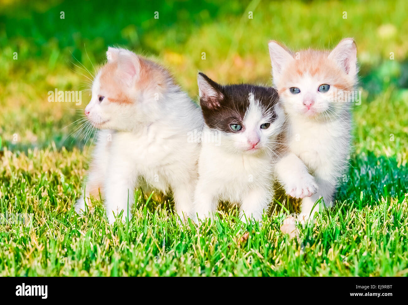 Gattini sull'erba Foto Stock