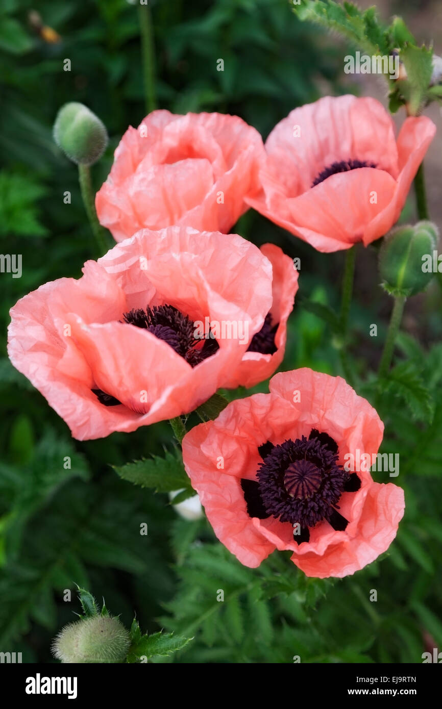 Rosa fiori estivi papaver. outdoor shot Foto Stock