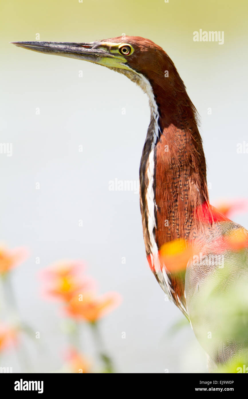 Rufescent tiger heron Foto Stock