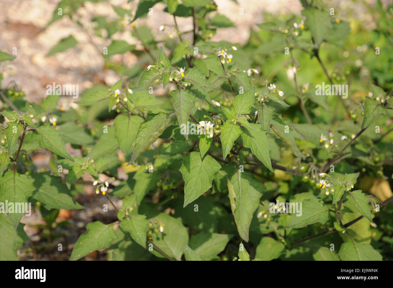 Erba morella Foto Stock
