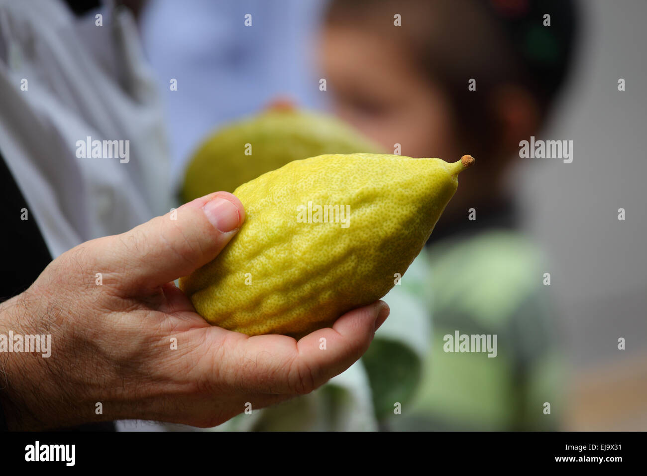 Il cedro Foto Stock