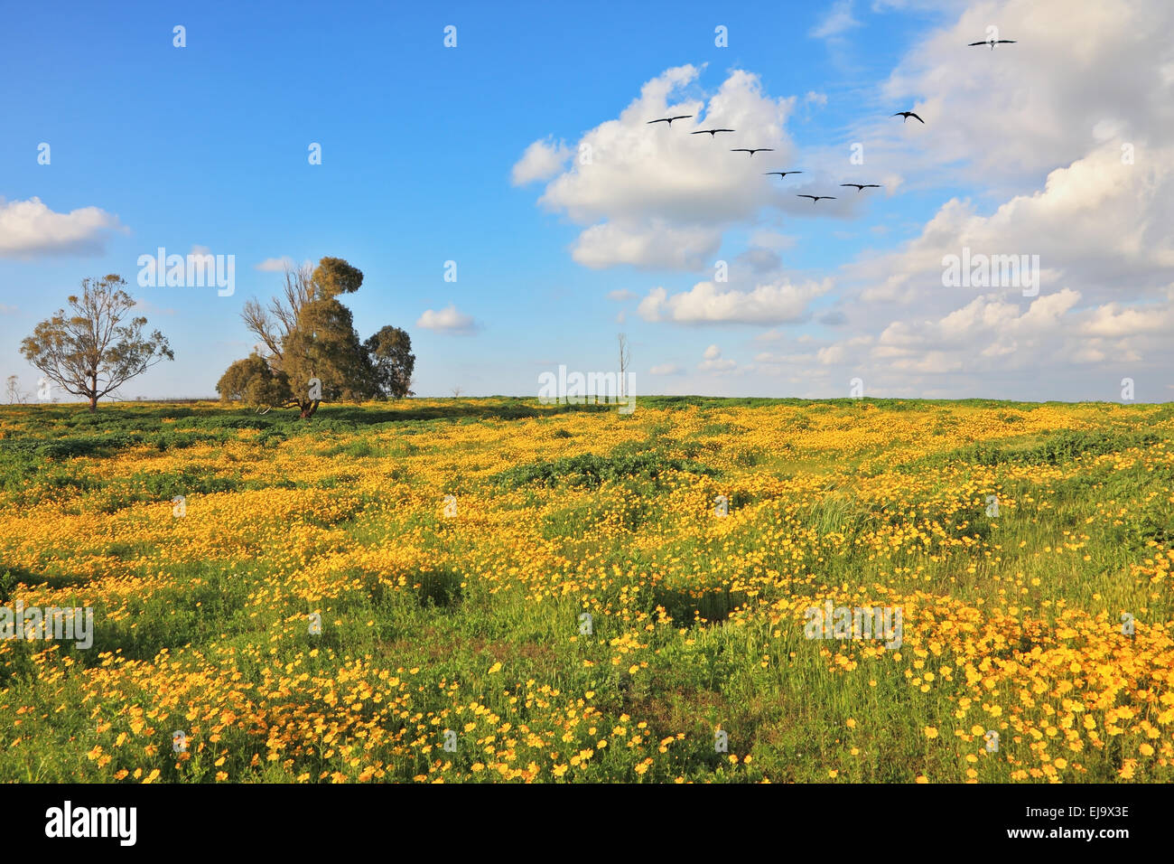 Uno stormo di uccelli migratori nel cielo Foto Stock