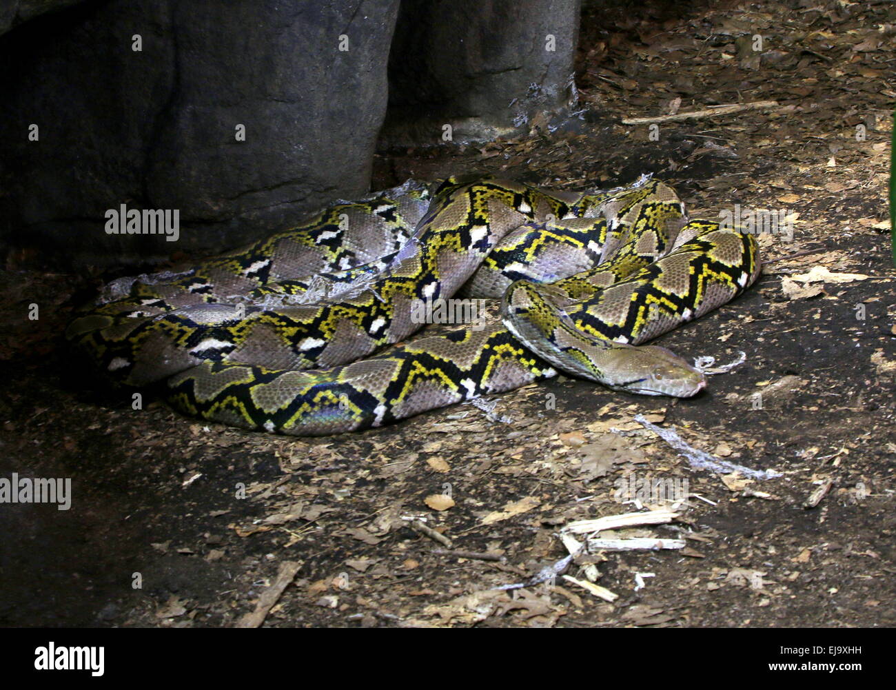 Asiatico pitone reticolato (Broghammerus reticulatus, Malayopython reticulatus, Python reticulatus), il più grande serpente asiatico. Foto Stock