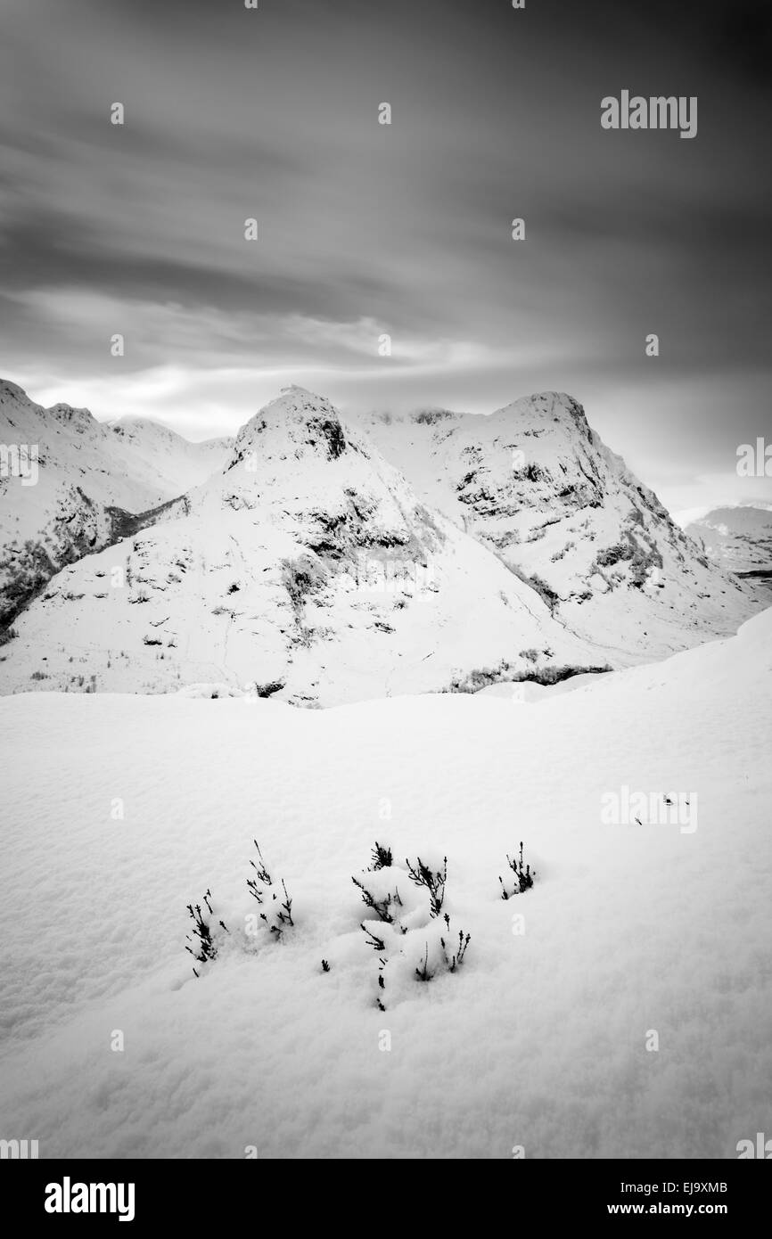 Heather piercing solo attraverso la neve con le tre sorelle di Glen Coe in background Foto Stock