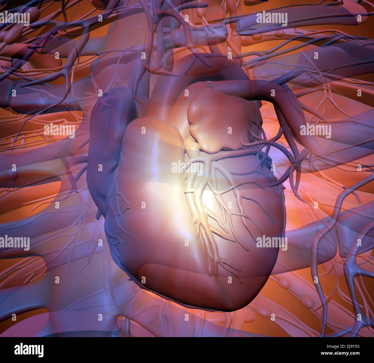 Il cuore umano - Cardiologia health care illustrazione Foto Stock
