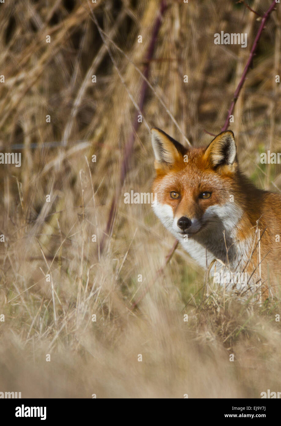 Wild Red Fox [Vulpes vulpes] caccia in tussock grass Foto Stock