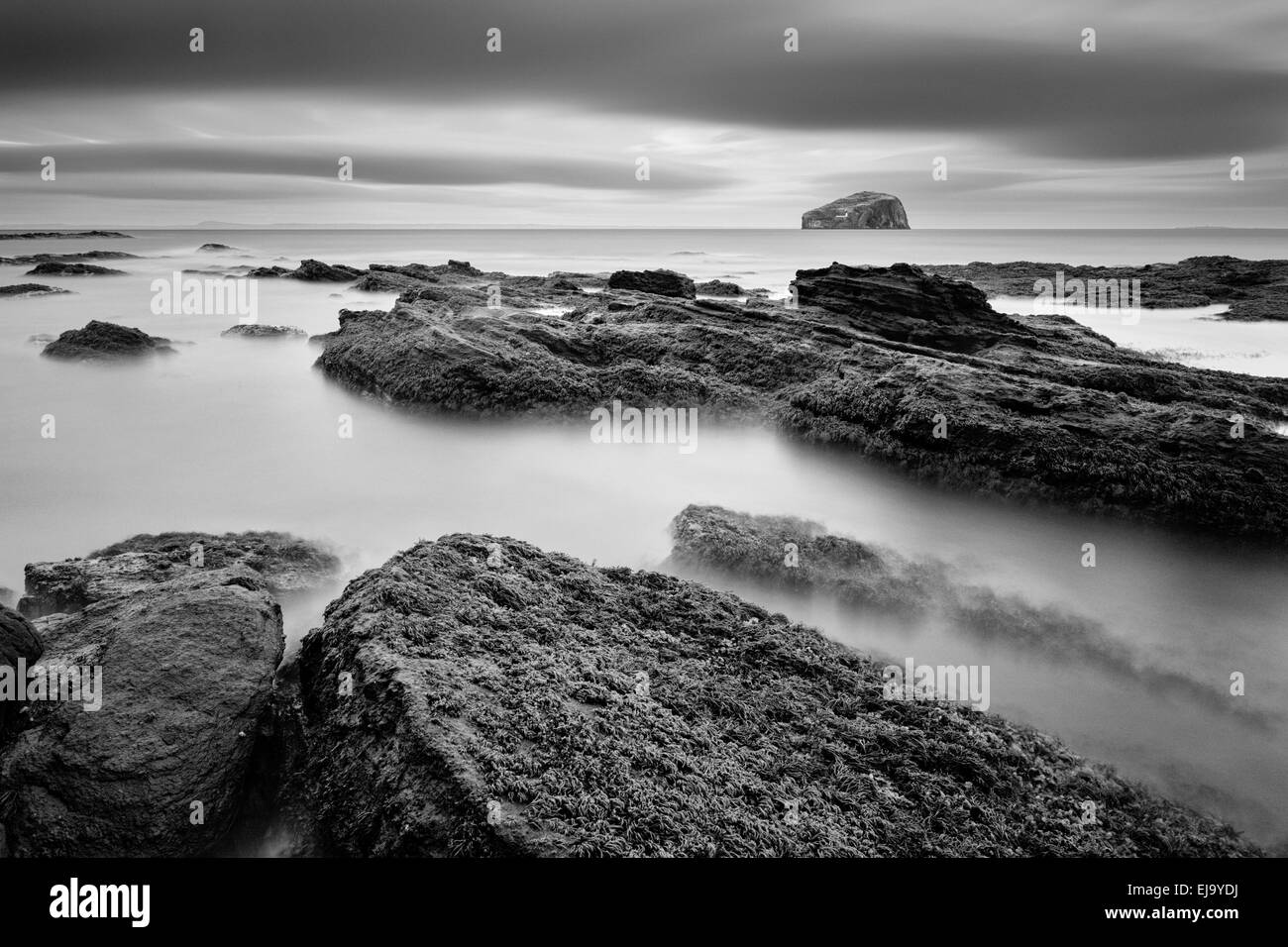 La bassa marea espone enormi letti di alghe marine a Seacliff Beach, East Lothian, Scozia. Foto Stock