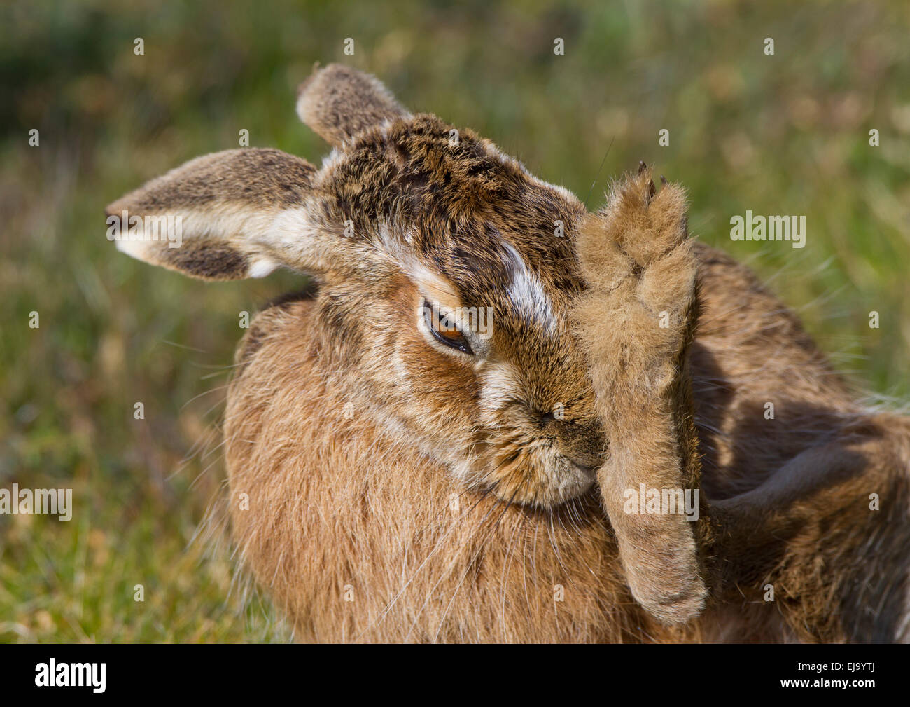 Brown Lepre [comune] lepre Lepus europaeus mostrando grande piede posteriore Foto Stock