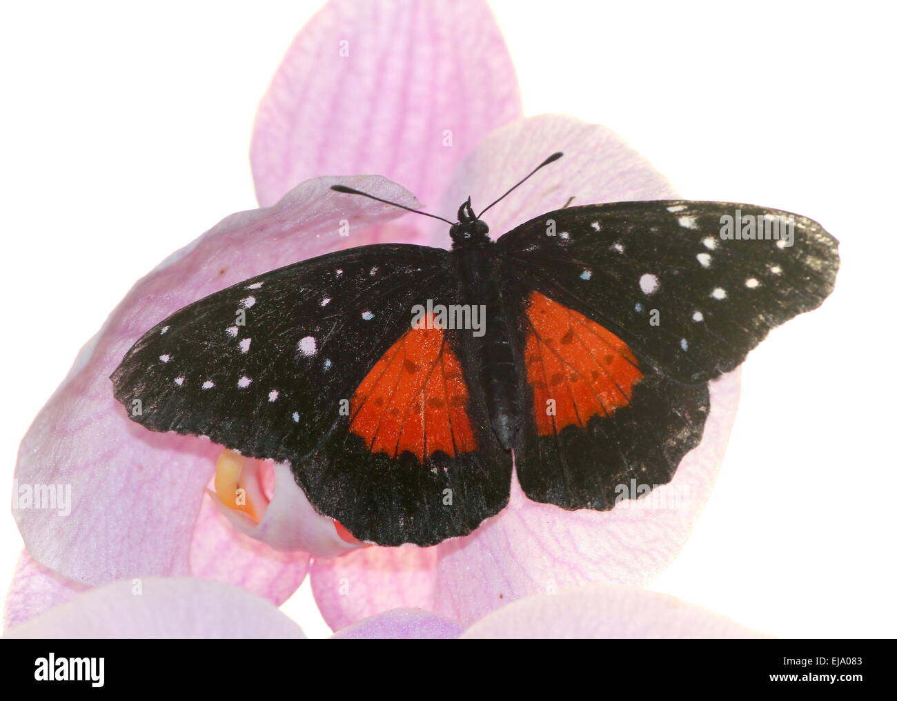 Neotropical Crimson Patch (Chlosyne janais), noto anche come il Patch Janais su una rosa di fiori di orchidea Foto Stock