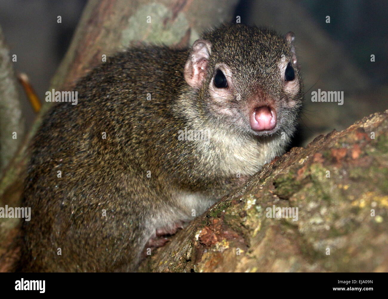 Australian Brush-tailed-bettong o Western woylie (Bettongia penicillata) Foto Stock