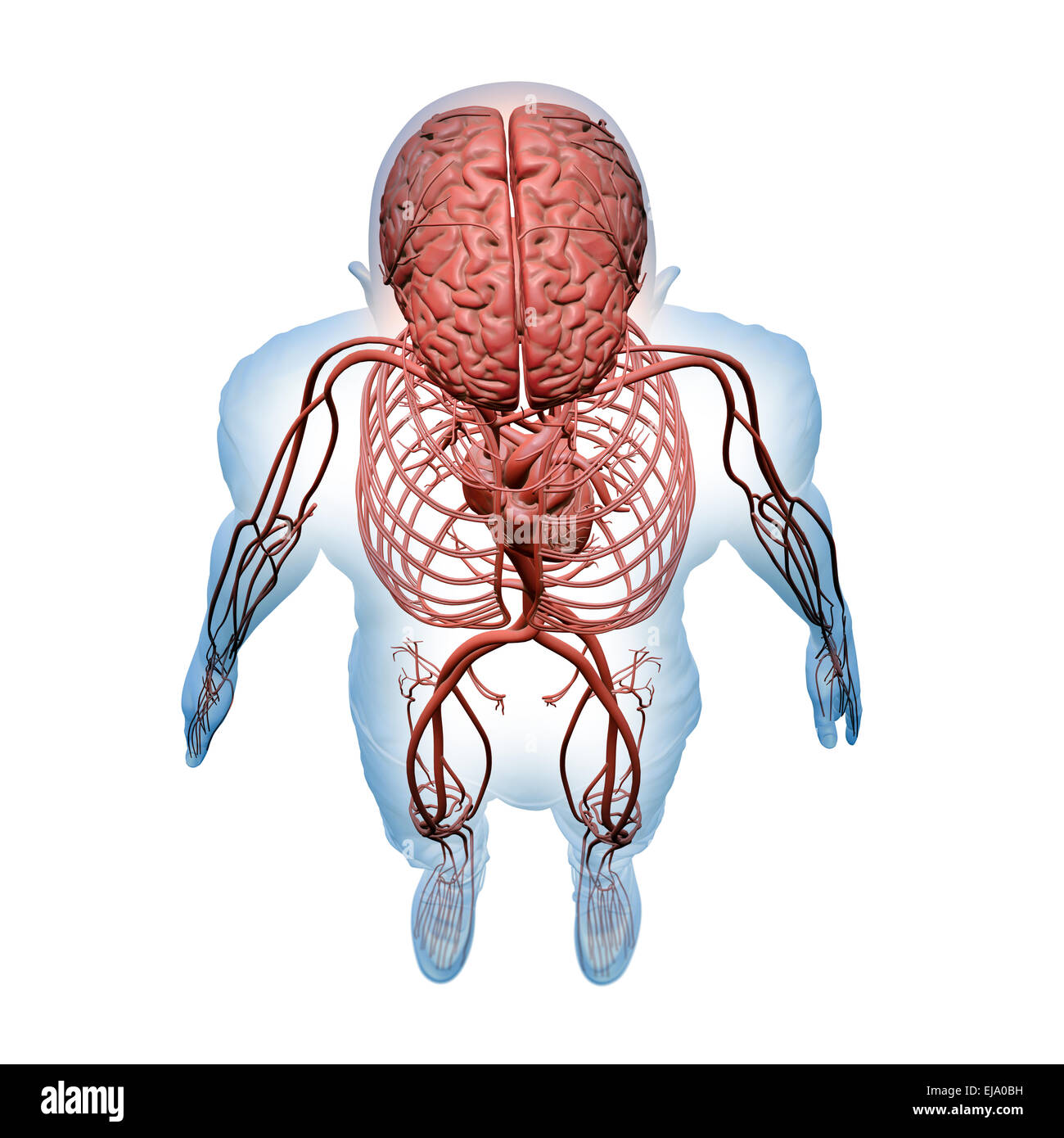 Anatomia umana - Illustrazione del sistema nervoso centrale e i sistemi circolatorio Foto Stock