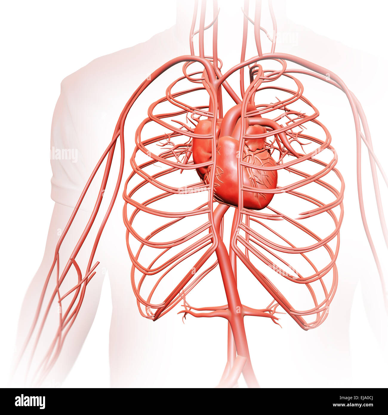 Umano sistema circolatorio - Illustrazione medica Foto Stock