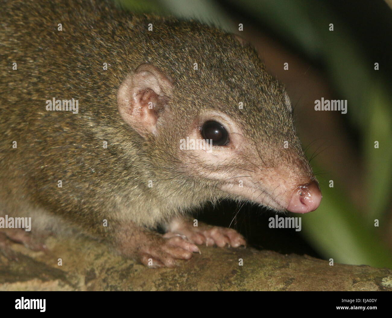 Australian Brush-tailed-bettong o Western woylie (Bettongia penicillata) Foto Stock