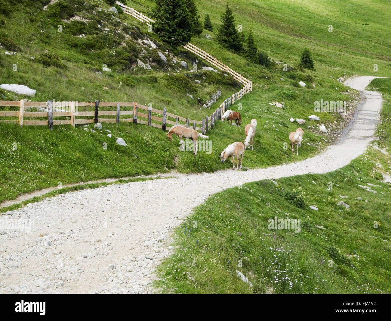 Il pascolo libero Haflinger nelle alpi Foto Stock