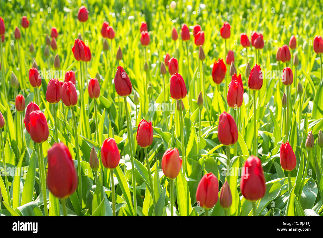 Biancheria da letto di coloratissimi fiori di primavera, colorato bedded primavera floreale con tulipani rossi (Tulipa) Foto Stock