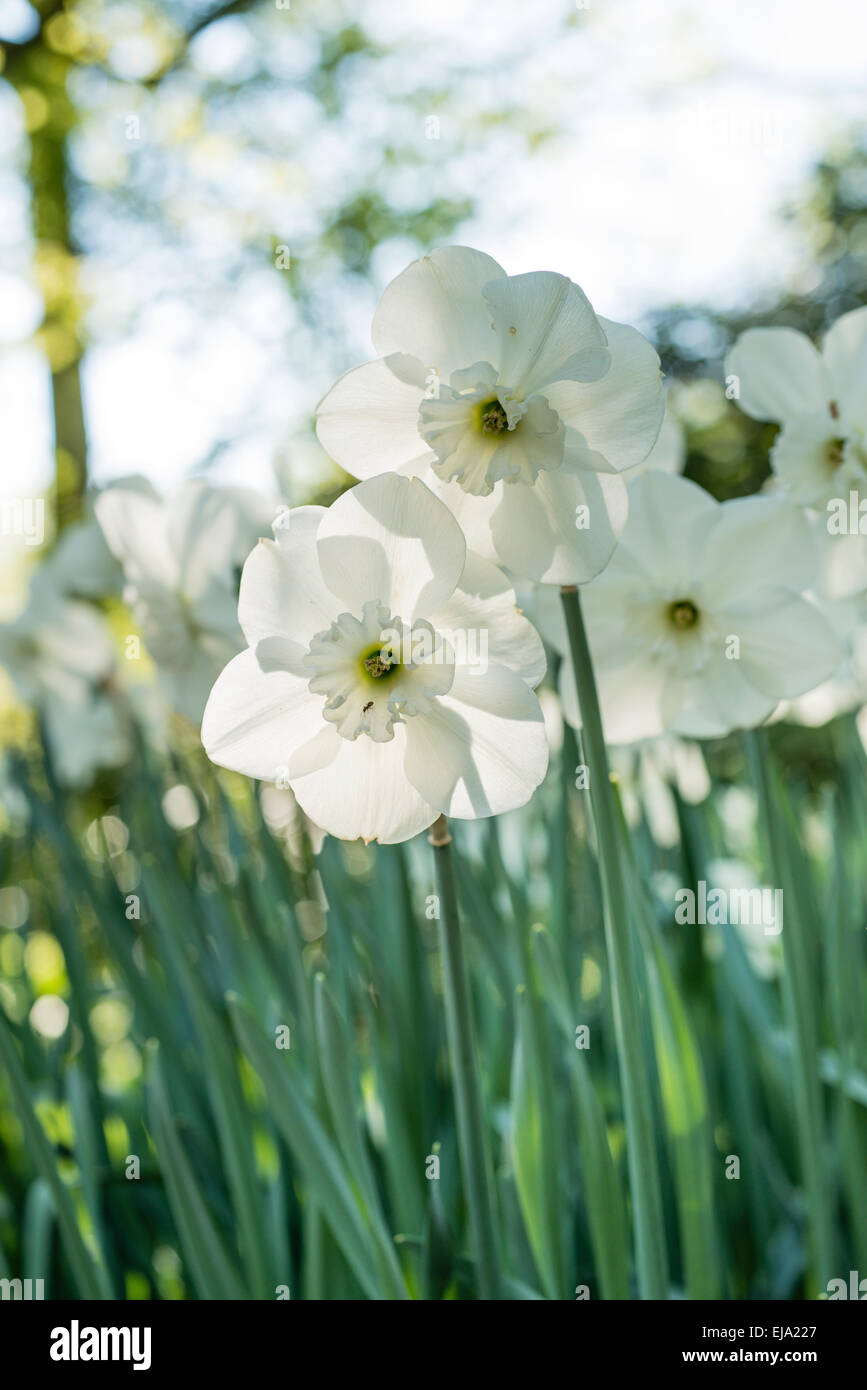 Narciso bianco, bianco narcisi, Close Up Foto Stock