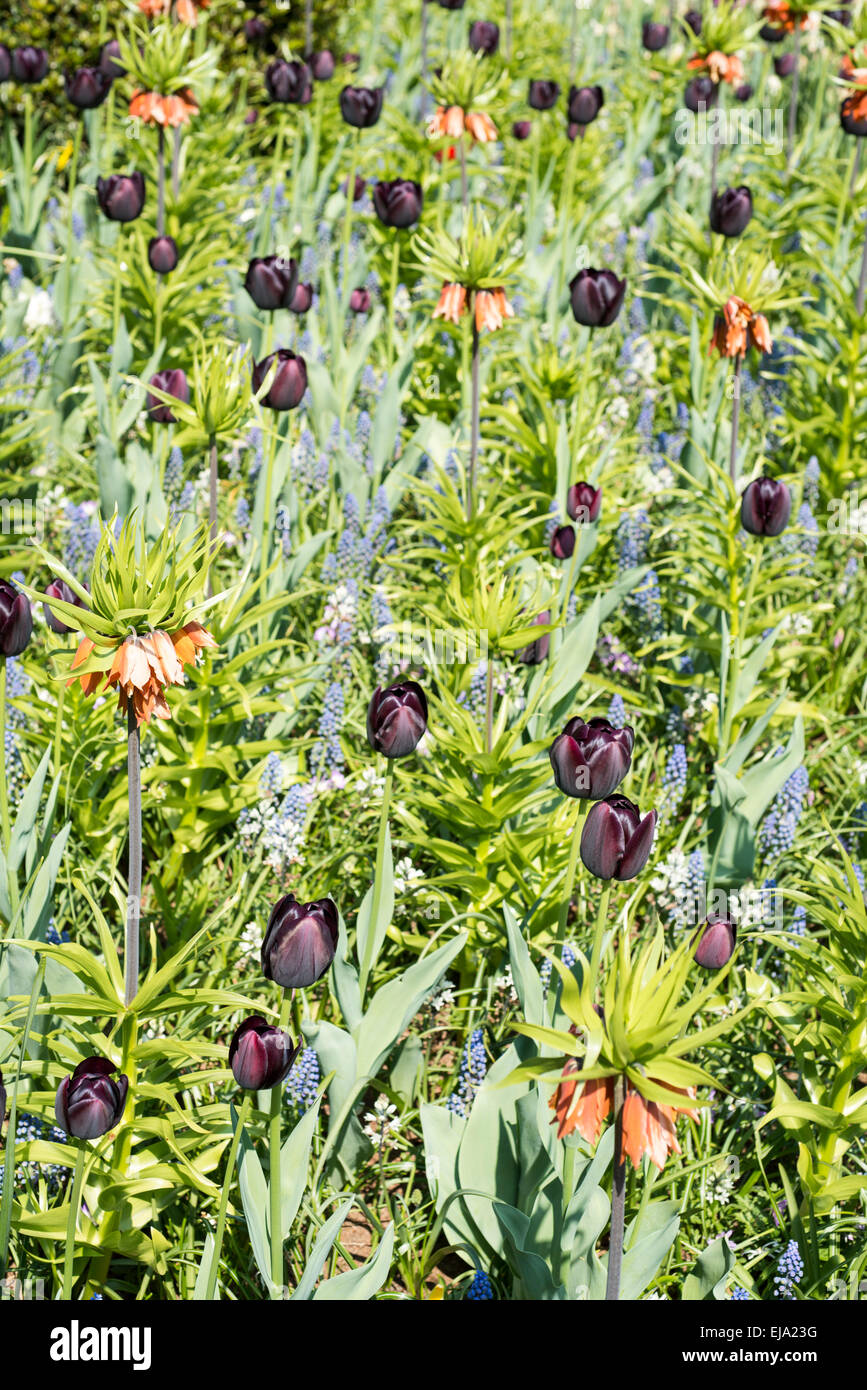 Biancheria da letto di coloratissimi fiori di primavera con black purple tulipani (Tulipa) e arancione Frittilaria Foto Stock