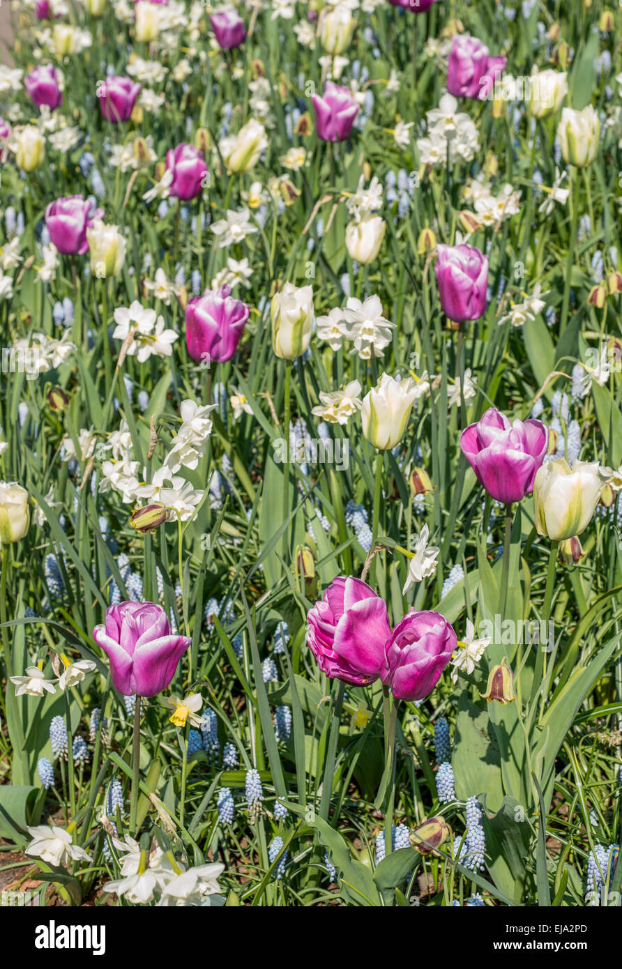 Biancheria da letto di coloratissimi fiori di primavera, colorato bedded primavera floreale con rosa e bianco tulipani (Tulipa) Foto Stock