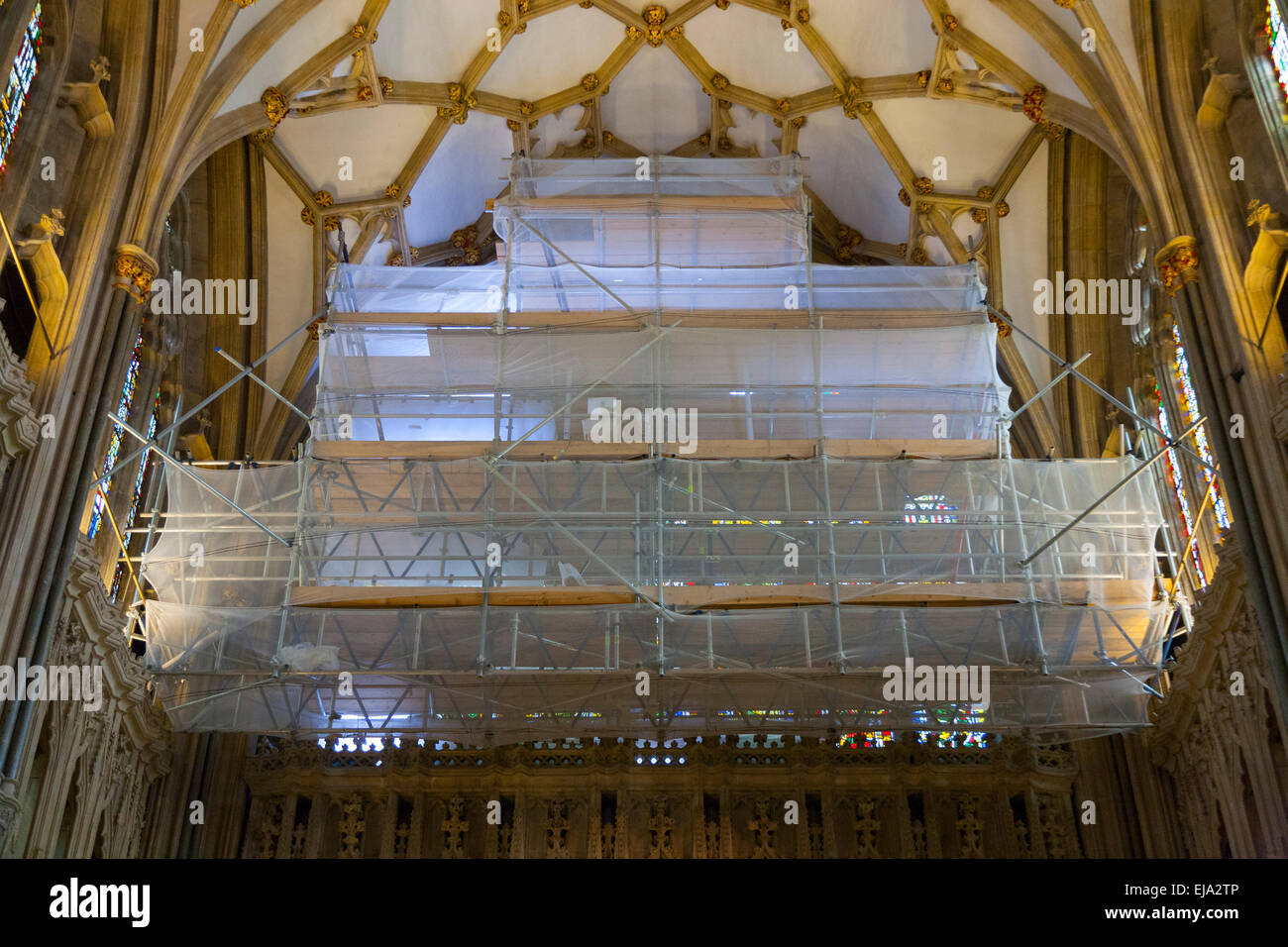 Impalcatura / ponteggio che copre la Jesse - Grande Oriente - finestra durante il restauro (& reticolare di soffitto a volta al di sopra). Cattedrale di Wells Somerset REGNO UNITO Foto Stock