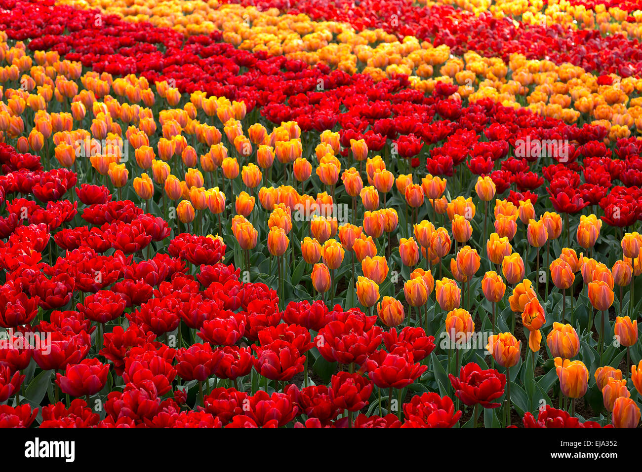 Biancheria da letto di coloratissimi fiori di primavera, colorato bedded primavera floreale con il giallo e il rosso (tulipani Tulipa) Foto Stock