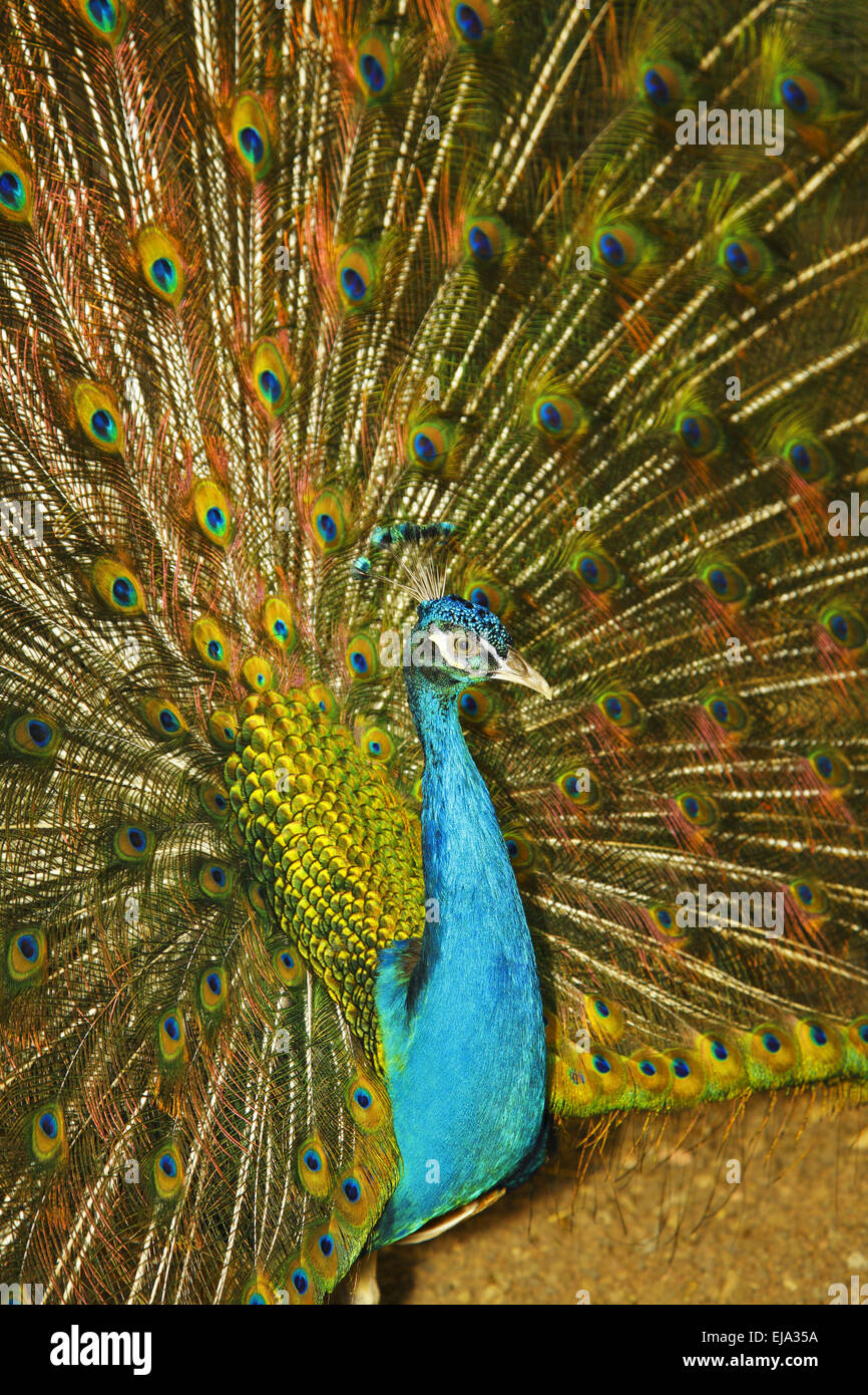 Il Royal Peacock e bella luce di coda Foto Stock