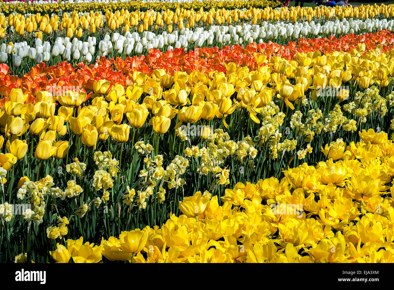 Biancheria da letto di coloratissimi fiori di primavera, colorato bedded primavera floreale con tulipani gialli (Tulipa) e Narciso Foto Stock