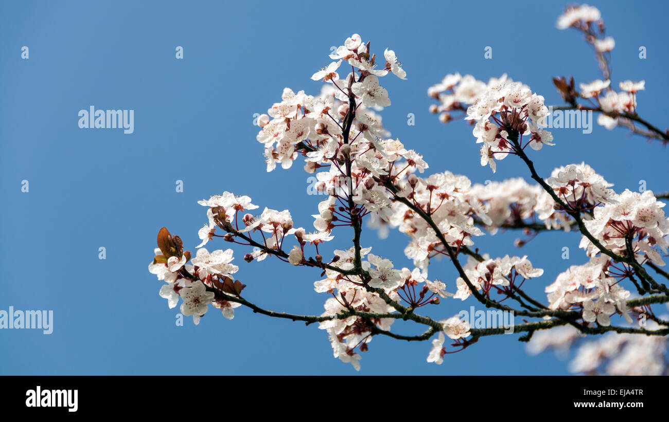 Fiore di Ciliegio contro un cielo blu, un segno sicuro della molla. Foto Stock