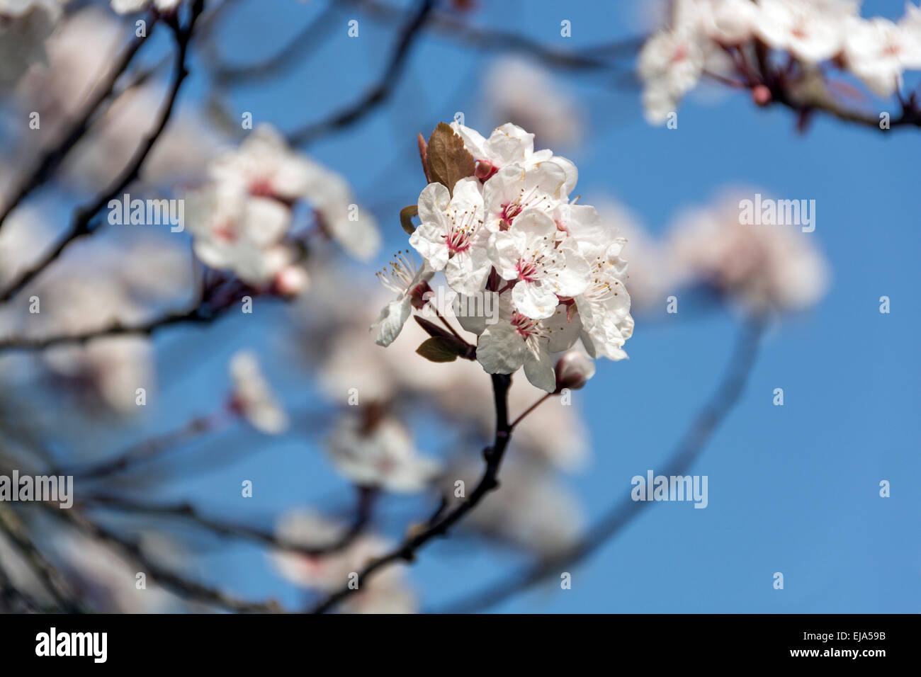 Fiore di Ciliegio contro un cielo blu, un segno sicuro della molla. Foto Stock