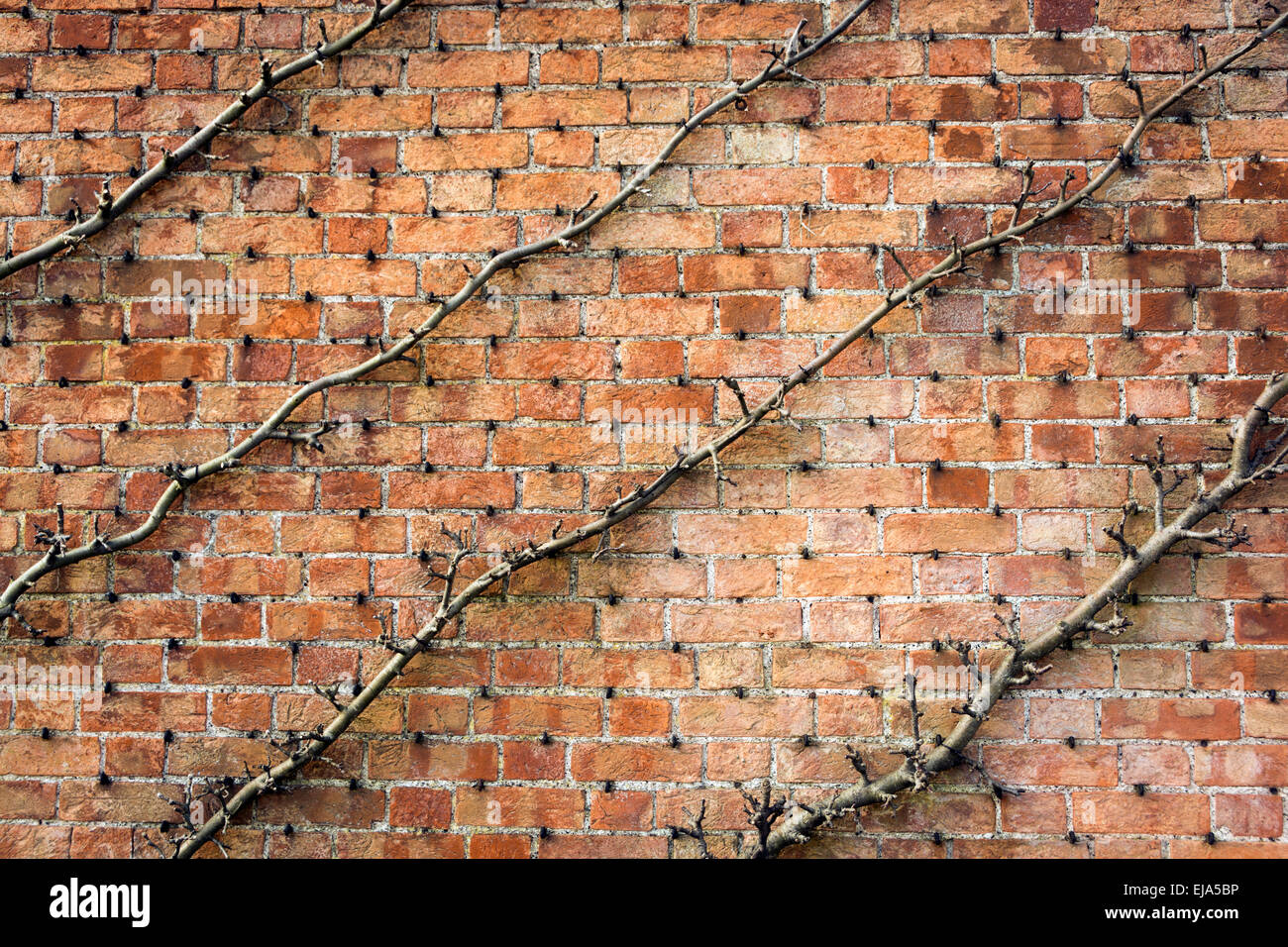 Diagonale o espaliered cordoned alberi da frutto che mostra i primi boccioli di primavera contro in rosso di un muro di mattoni. Foto Stock