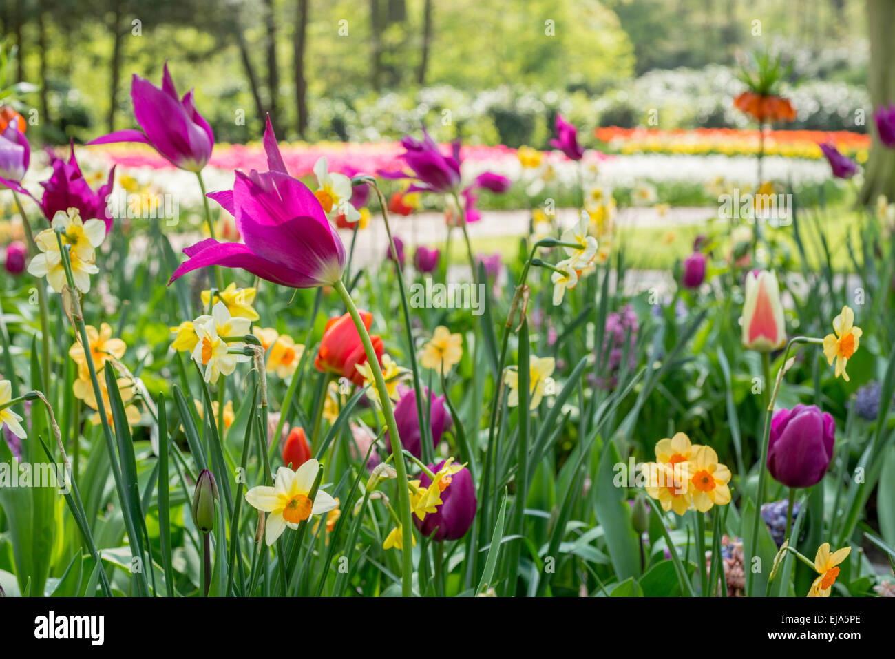 Biancheria da letto di coloratissimi fiori di primavera, colorato bedded primavera floreale con magenta tulipani (Tulipa) e giallo narciso Foto Stock