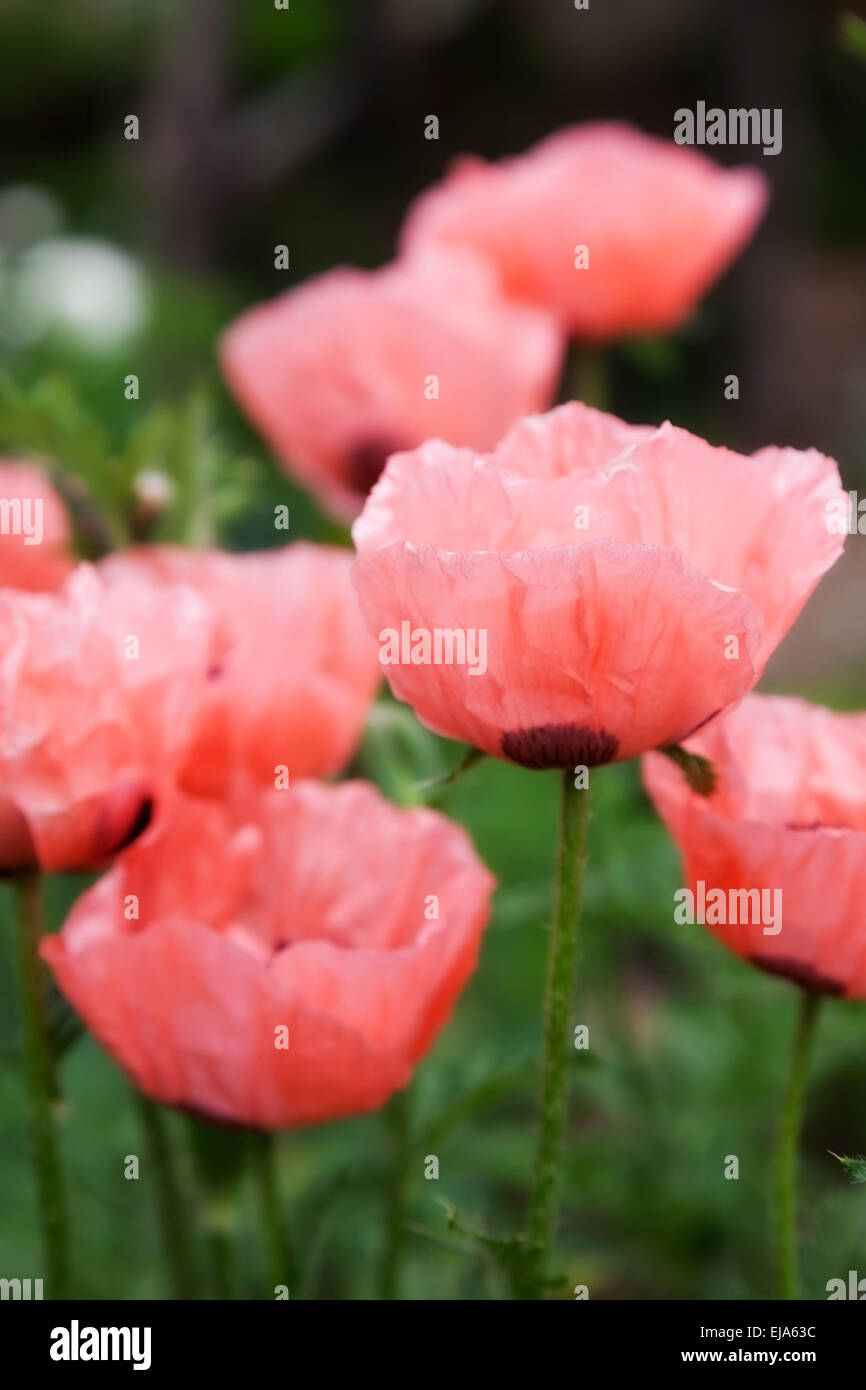 Rosa fiori estivi papaver. outdoor shot Foto Stock