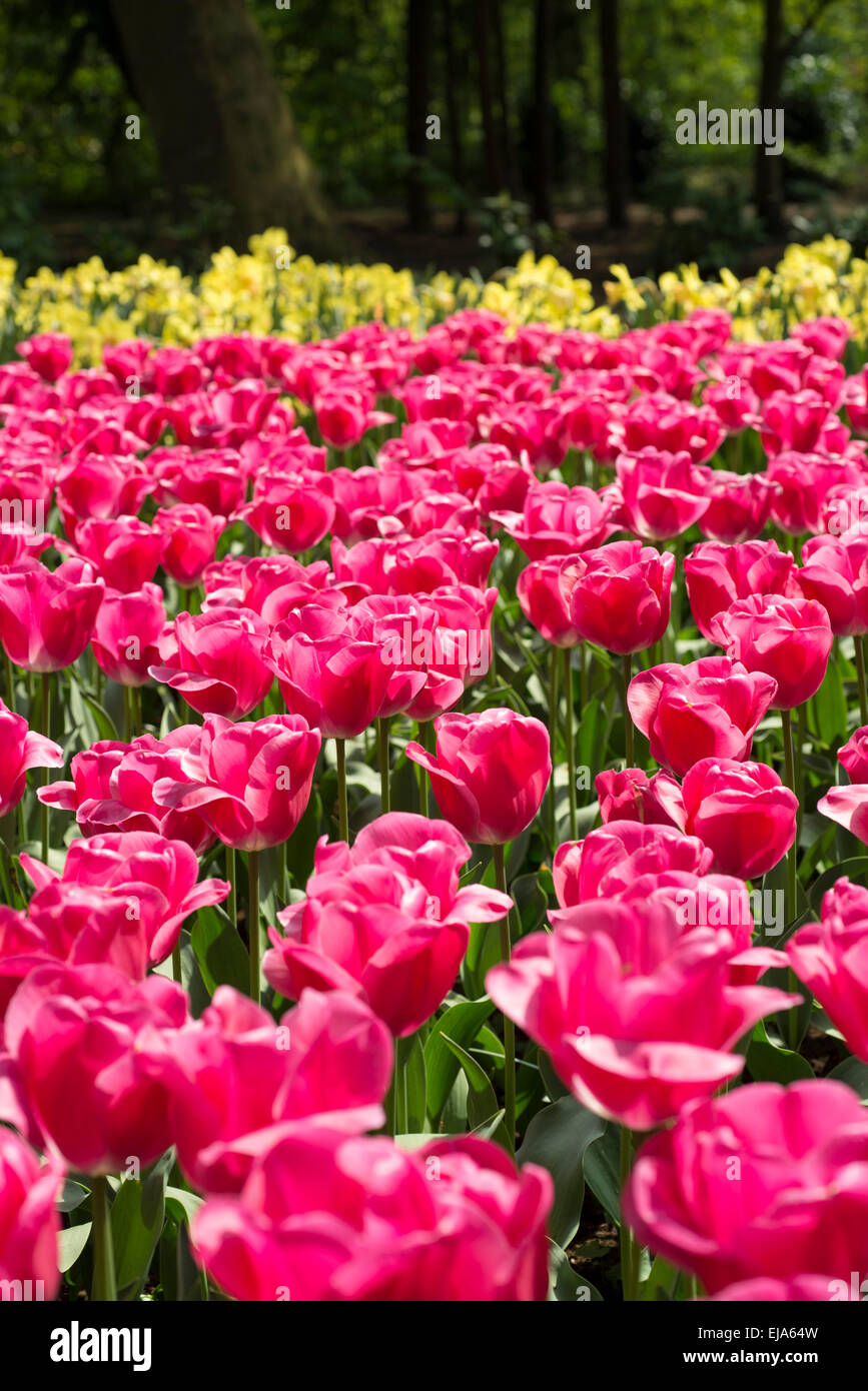 Biancheria da letto di coloratissimi fiori di primavera, colorato bedded primavera floreale con tulipani rosa (Tulipa) Foto Stock