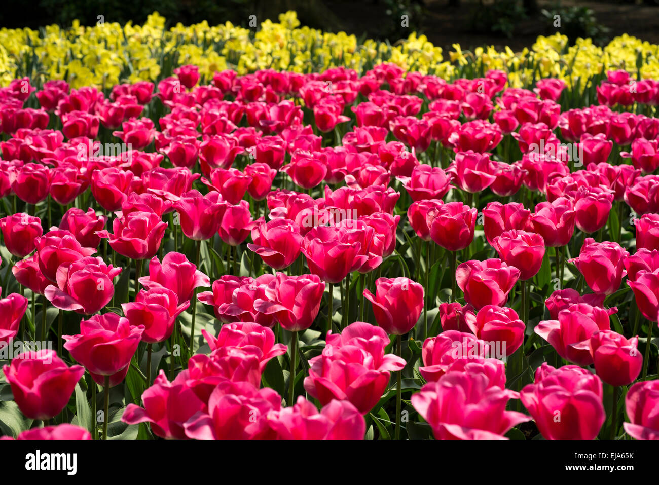 Biancheria da letto di coloratissimi fiori di primavera, colorato bedded primavera floreale con tulipani rosa (Tulipa) Foto Stock