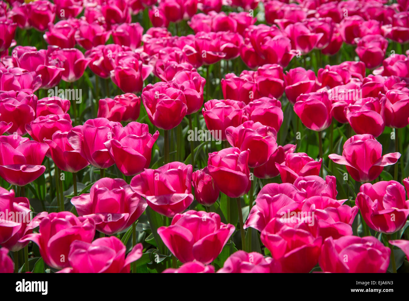 Biancheria da letto di coloratissimi fiori di primavera, colorato bedded primavera floreale con tulipani rosa (Tulipa) Foto Stock