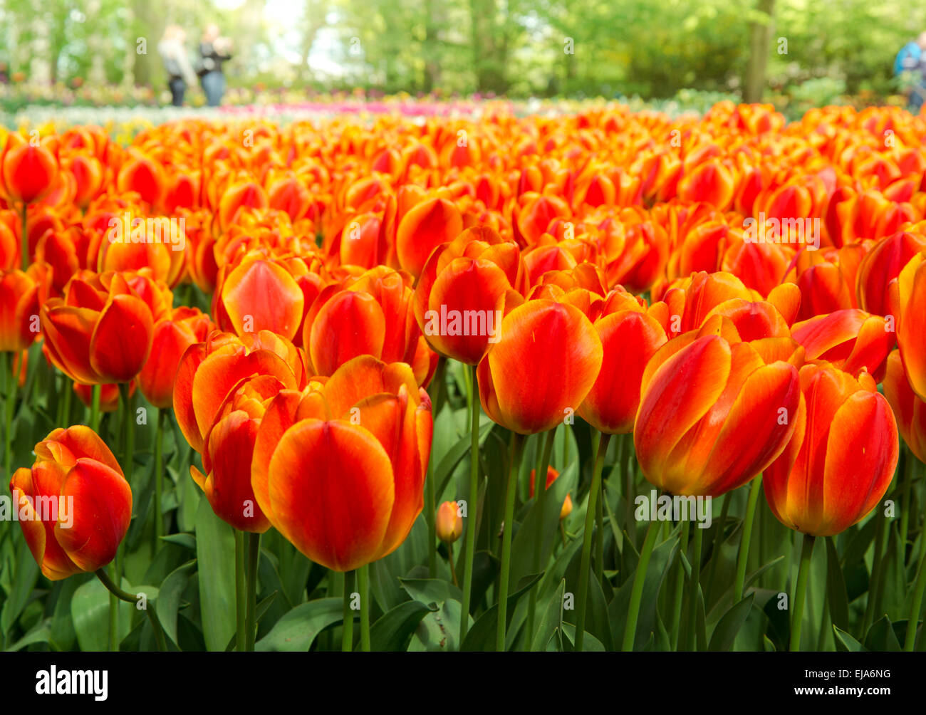 Biancheria da letto di coloratissimi fiori di primavera, colorato bedded primavera floreale con rosso arancio tulipani (Tulipa) Foto Stock