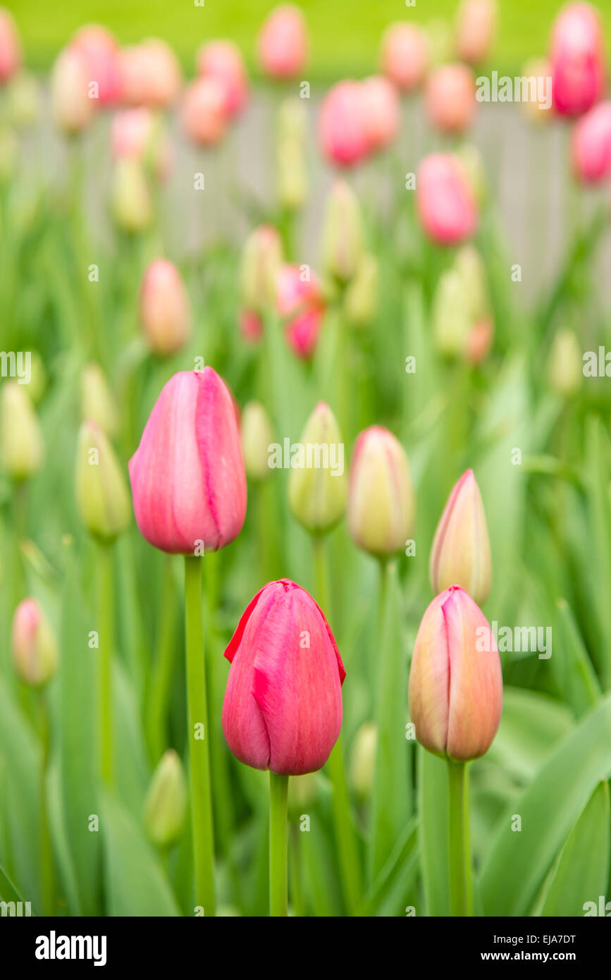 Biancheria da letto di coloratissimi fiori di primavera, colorato bedded primavera floreale con rosa tulipani magenta (Tulipa) Foto Stock