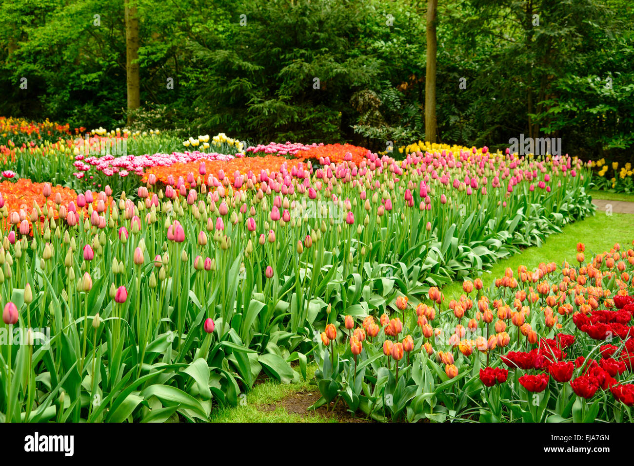 Biancheria da letto di coloratissimi fiori di primavera, colorato bedded primavera floreale con rosa tulipani magenta (Tulipa) in un parco Foto Stock