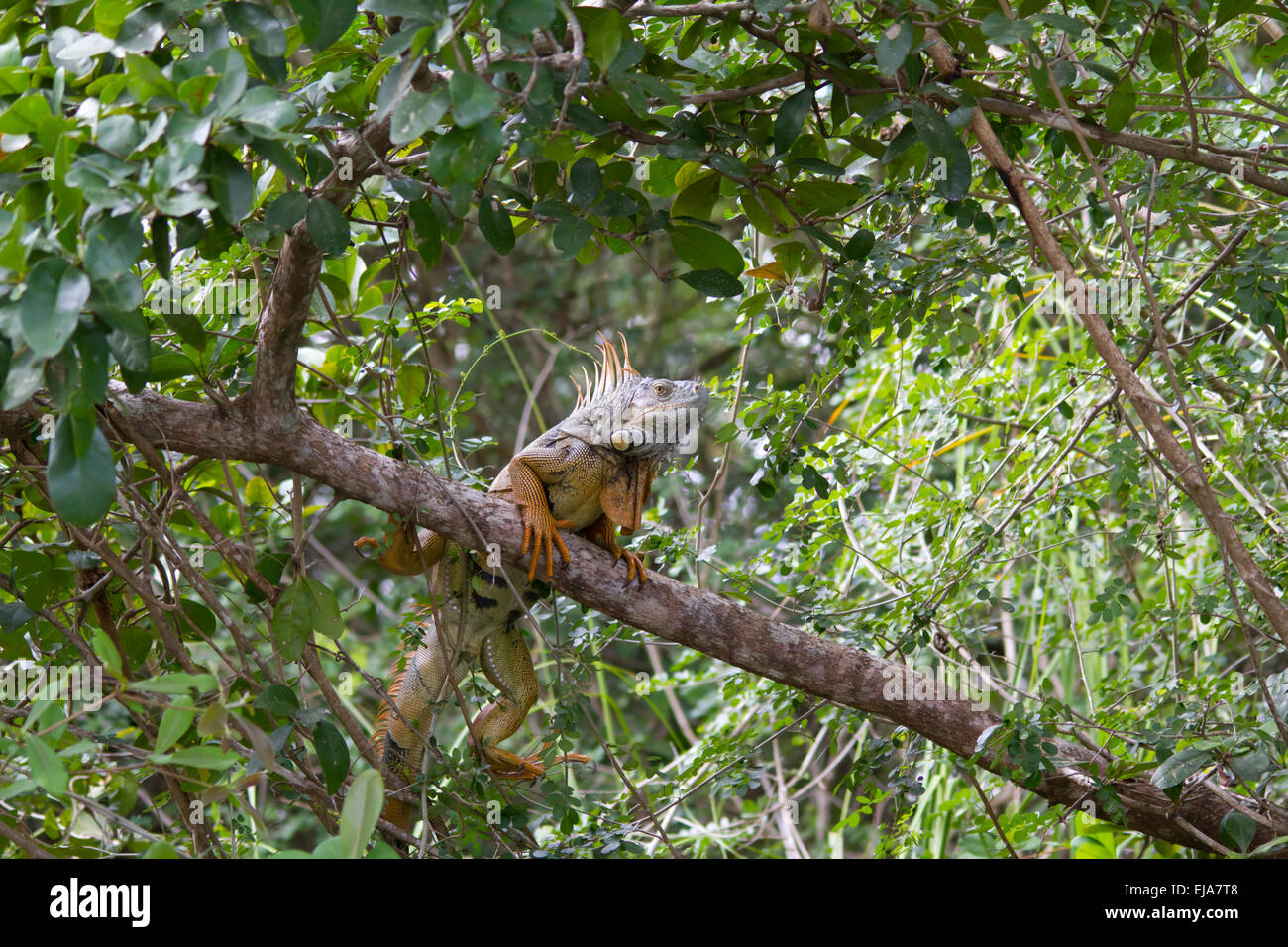Iguana verde o comune (Iguana iguana iguana) Foto Stock