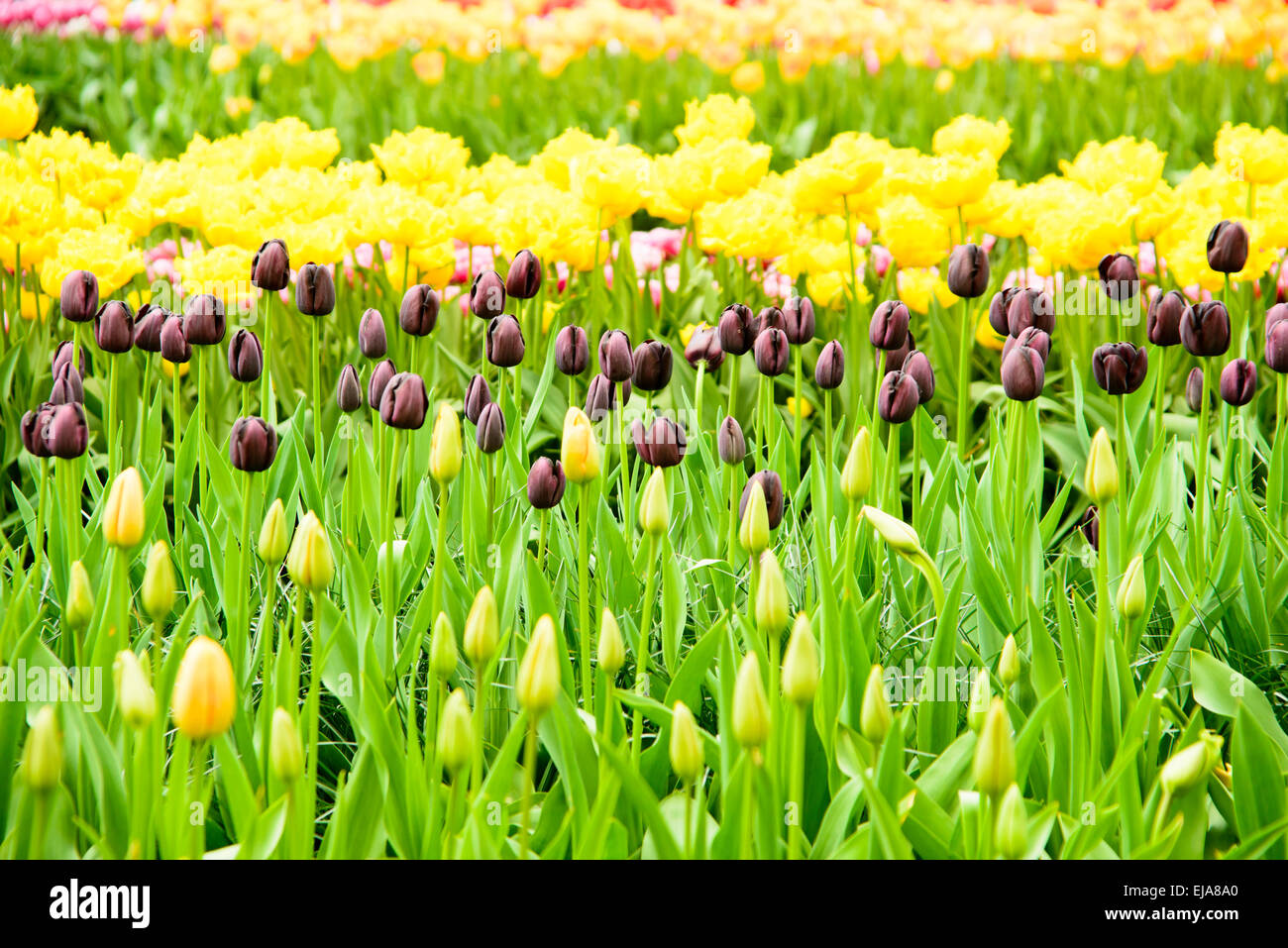Biancheria da letto di coloratissimi fiori di primavera, colorato bedded primavera floreale con black purple e tulipani gialli (Tulipa) Foto Stock