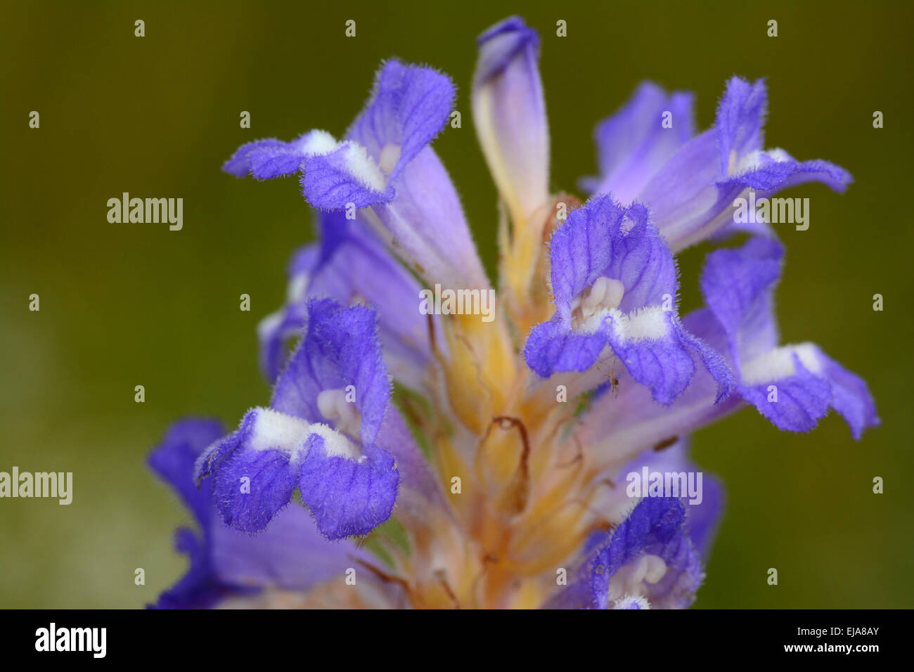 Fiore della pianta parassita, egiziano Succhiamele prataiolo Foto Stock